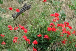 Wild Flowers along the edge of wheat fields