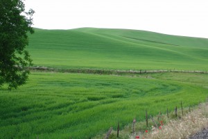 One of wheat fields between Walla Walla and Waitsburg, WA