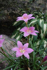 Grandma's Garden.