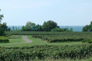 Vineyards along the lake.